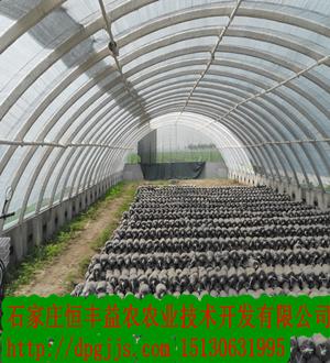 石家庄恒丰益农农业技术开发有限公司
