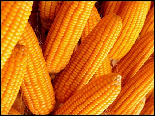 玉米1