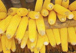 秉臣玉米种植