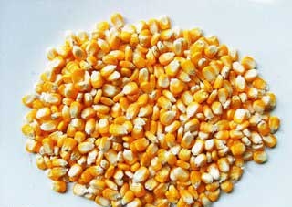 邦农玉米专业合作社