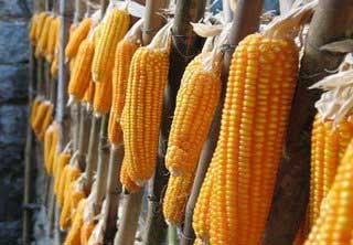 邦农玉米专业合作社