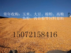 旺川大量求购玉米碎米豆粕荞麦大麦