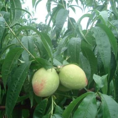 桃树苗适应性广，全国各地均可栽植  广东桃苗