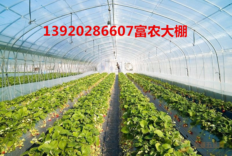 天津超低价 超低价蔬菜大棚十年不锈，抗风抗雪